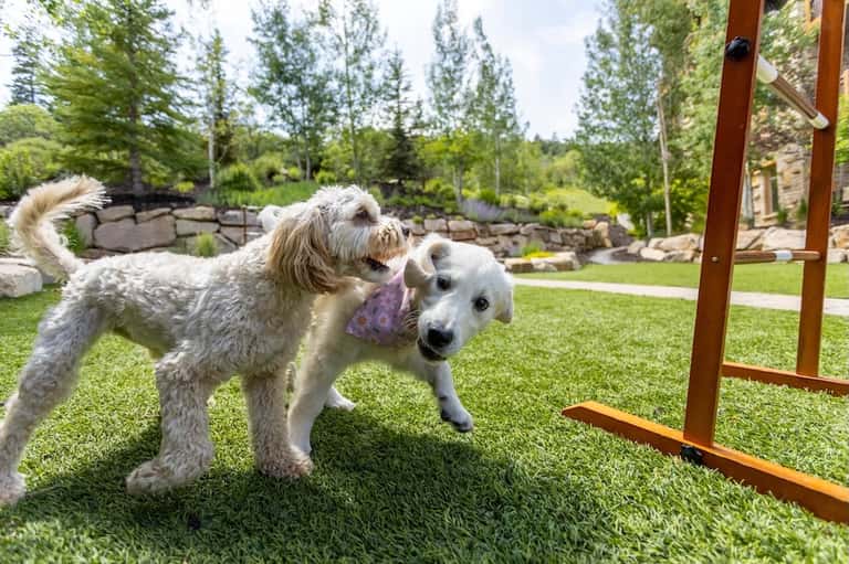 Two dogs playing on green grass with stone wall and forest backdrop in bright outdoor setting