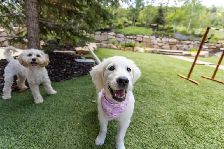 Two white dogs on manicured lawn in resort garden with trees, stone features, and agility equipment