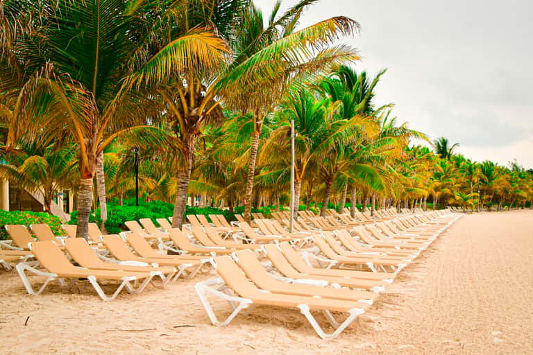 Beach with rows of beige lounge chairs under palm trees along the sand