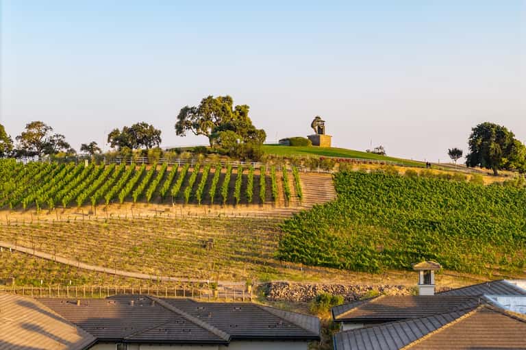Scenic vineyard hillside with organized grapevines, scattered oak trees, and rustic building structure at golden hour