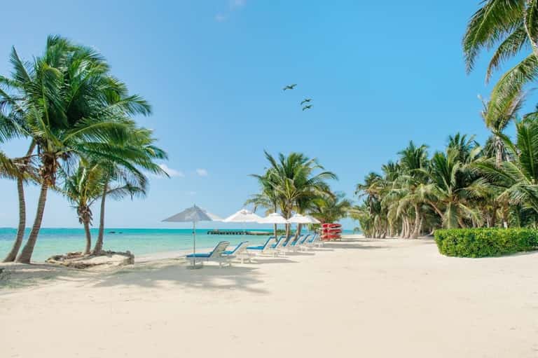 Sandy beach with palm trees, lounge chairs, umbrellas, and calm turquoise ocean water