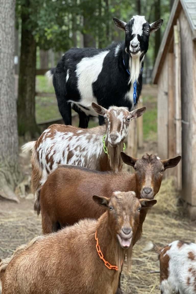 Four goats of varying colors standing in a row in a fenced outdoor pen surrounded by trees.