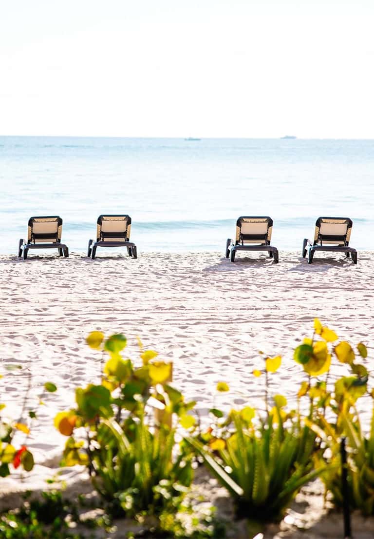Row of four beach lounge chairs on sand with yellow flowers in foreground and ocean beyond