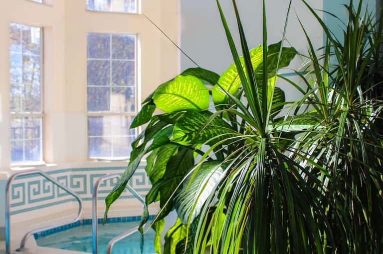 Close-up of lush green plants by a window overlooking an indoor pool area