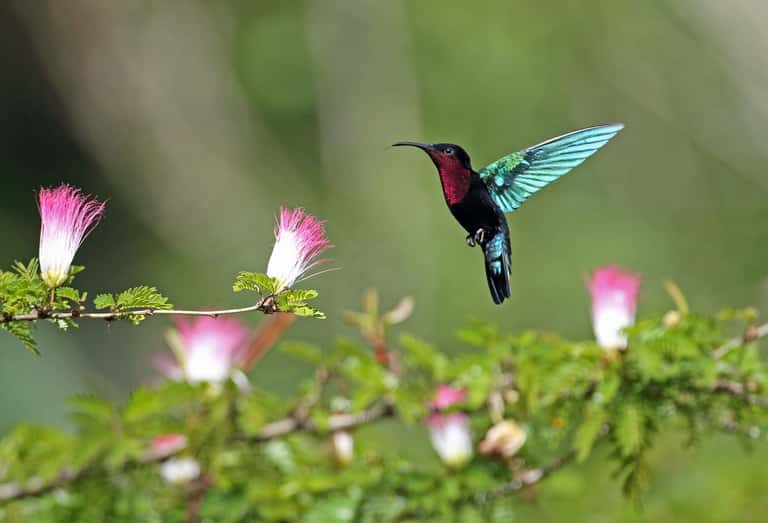 Hummingbird with magenta throat and turquoise wings approaching pink and white flowers