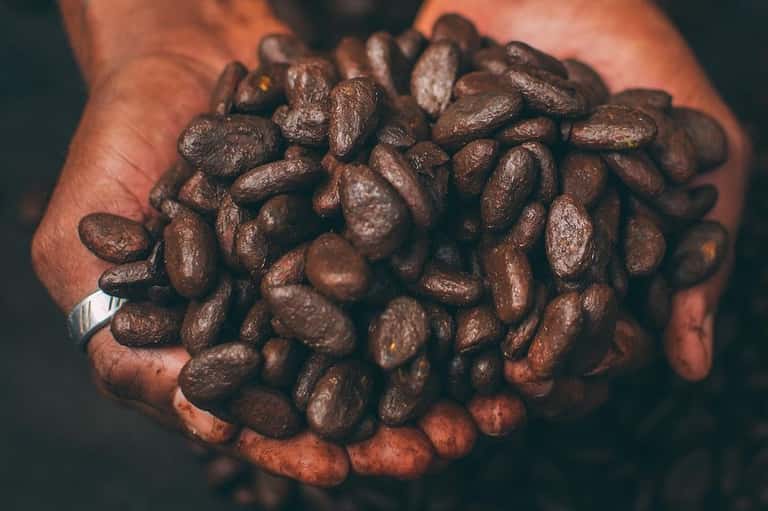 Hands holding a handful of roasted cacao beans, showing the raw ingredient used in chocolate production