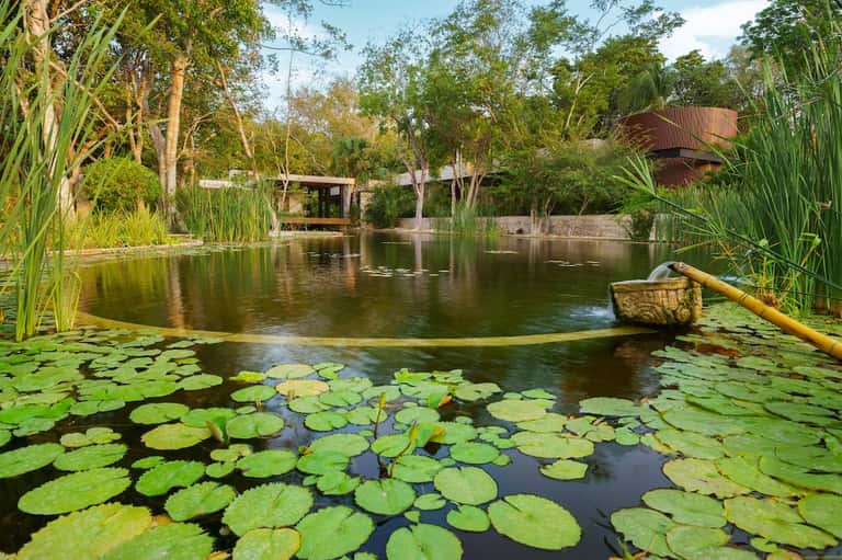 Natural lagoon with lily pads, native trees, and modern architectural structures reflected in water