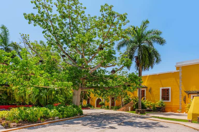 Vibrant yellow colonial-style building with mature shade tree and tropical landscaping