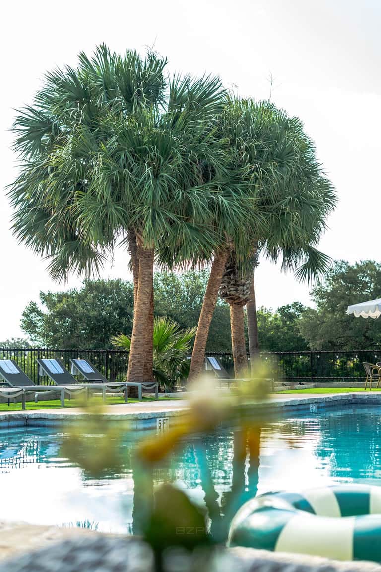 Tall palm tree reflected in resort pool with lounge chairs and metal railings in background