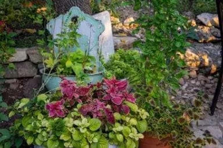 Garden planter with vibrant pink flowers and green foliage near rustic birdhouse