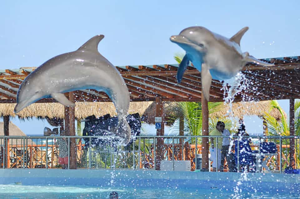 Dolphins jumping in pool during performance with thatched roof structure and spectators