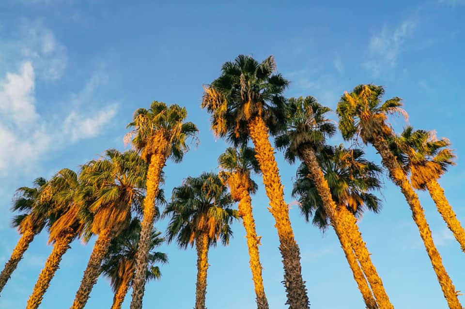 Tall palm trees against bright blue sky with golden afternoon sunlight