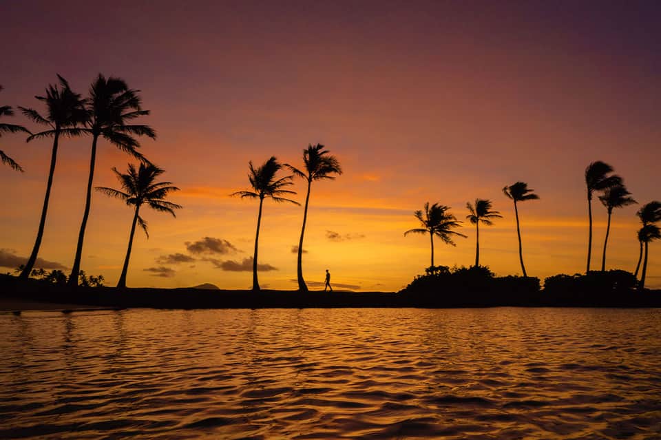 Golden sunset over tropical palm trees silhouetted against ocean water at dusk