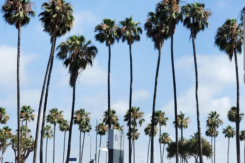 Tall palm trees against blue sky with white buildings visible in the distance