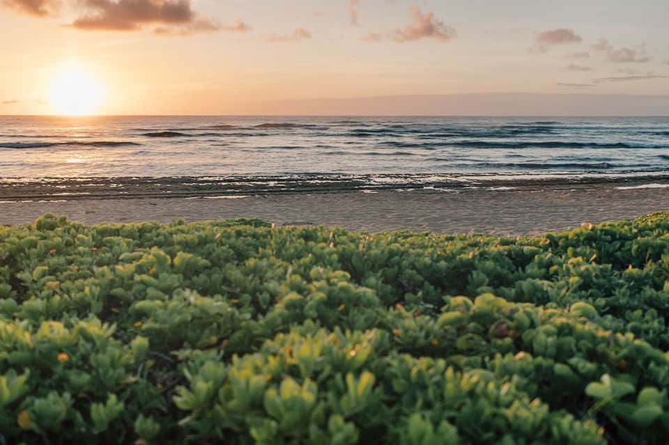 Sunset view over ocean with beach grasses in foreground and golden light reflecting on water