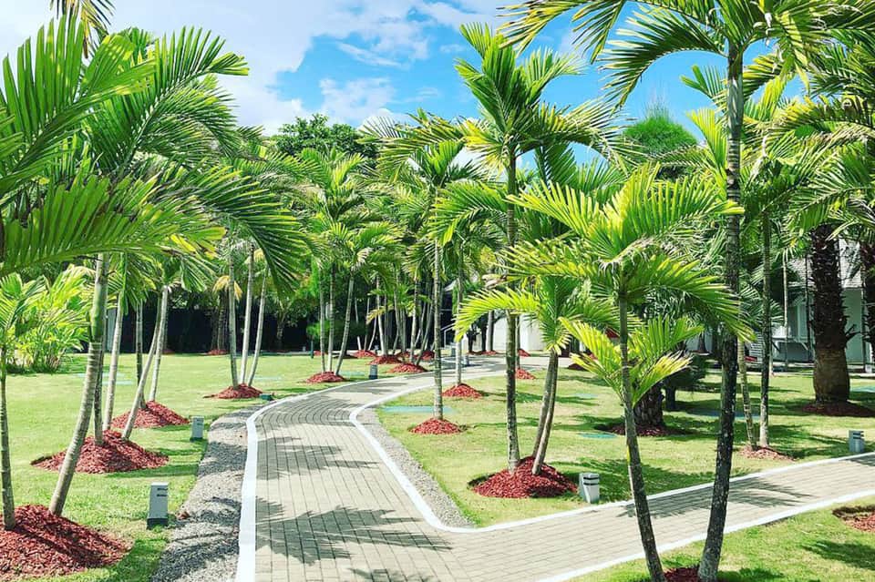Manicured tropical grounds with palm trees lining a curved pathway and green lawn