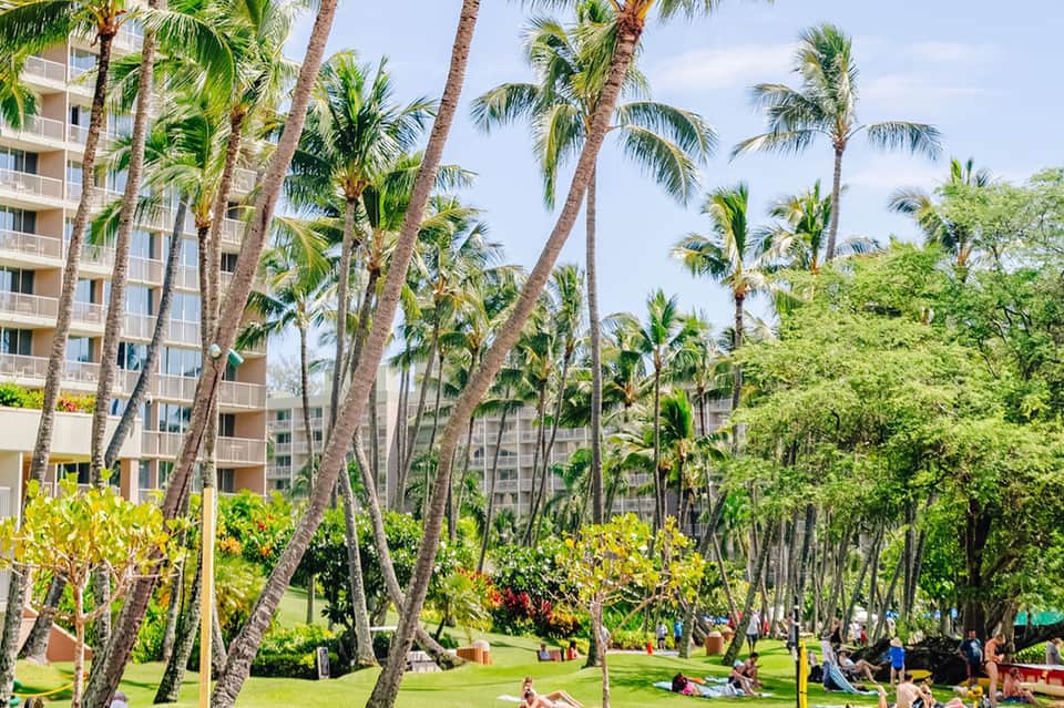 Tropical resort courtyard with tall palm trees, green lawn, and multi-story buildings