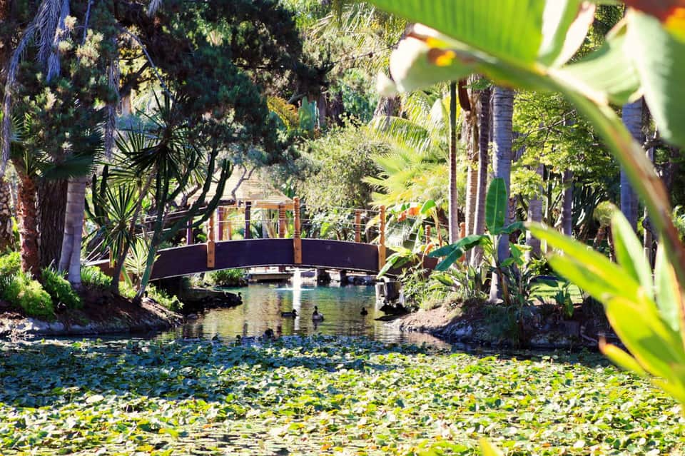 Arched bridge over tranquil pond surrounded by lush tropical gardens and palm trees