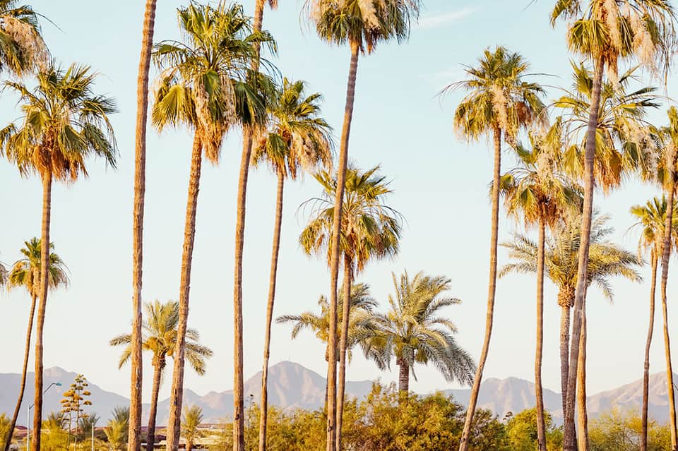 Desert landscape with tall palm trees and distant mountains under clear blue sky