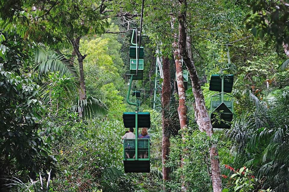 Cable car ascending through lush green forest canopy with tall trees