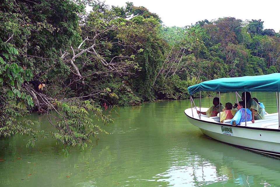Boat with passengers navigating mangrove-lined waterway in tropical jungle setting