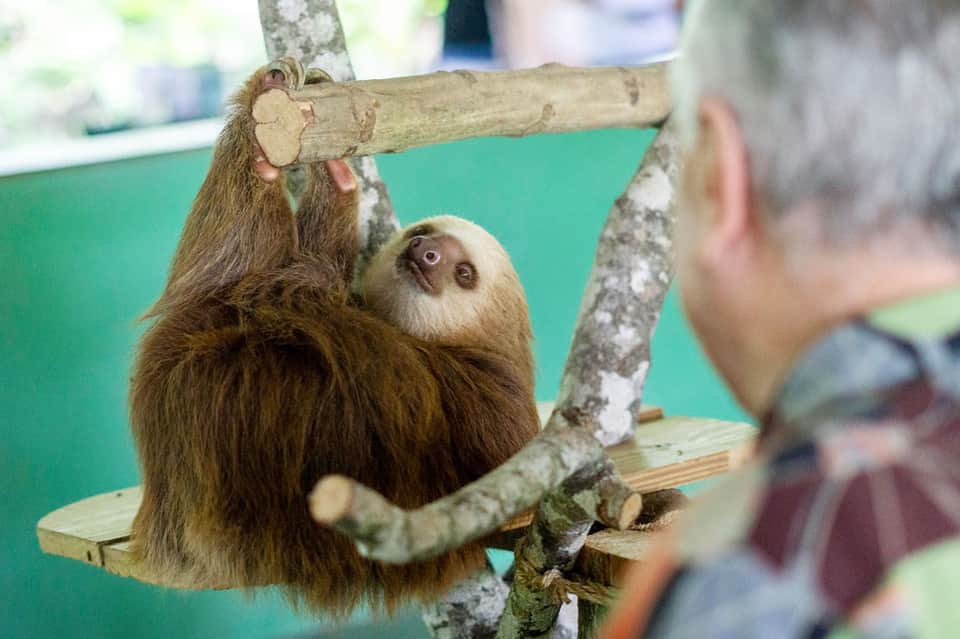 Sloth hanging from wooden branch looking at visitor against turquoise background at wildlife facility