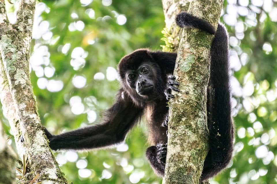 Black gibbon hanging from moss-covered tree branch in lush green jungle canopy