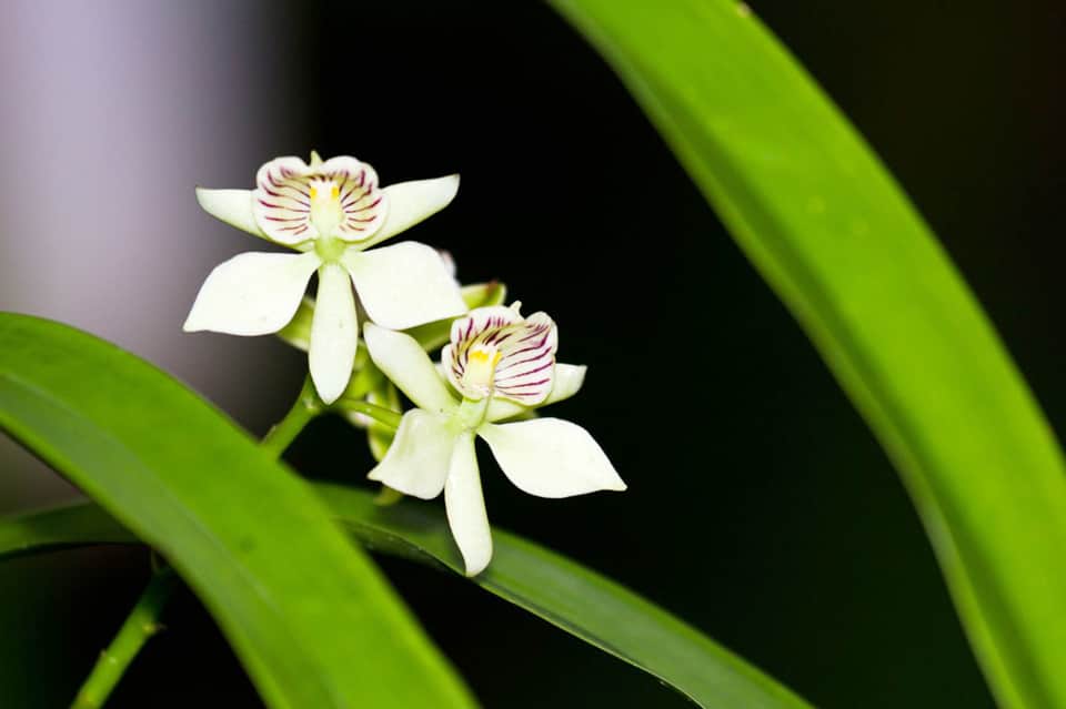 Delicate white flowers with purple striped centers on green stems against dark background