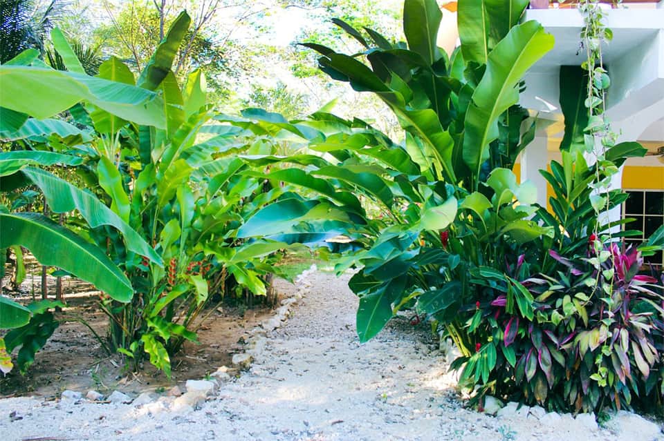 Tropical beach path through lush green vegetation leading to turquoise water