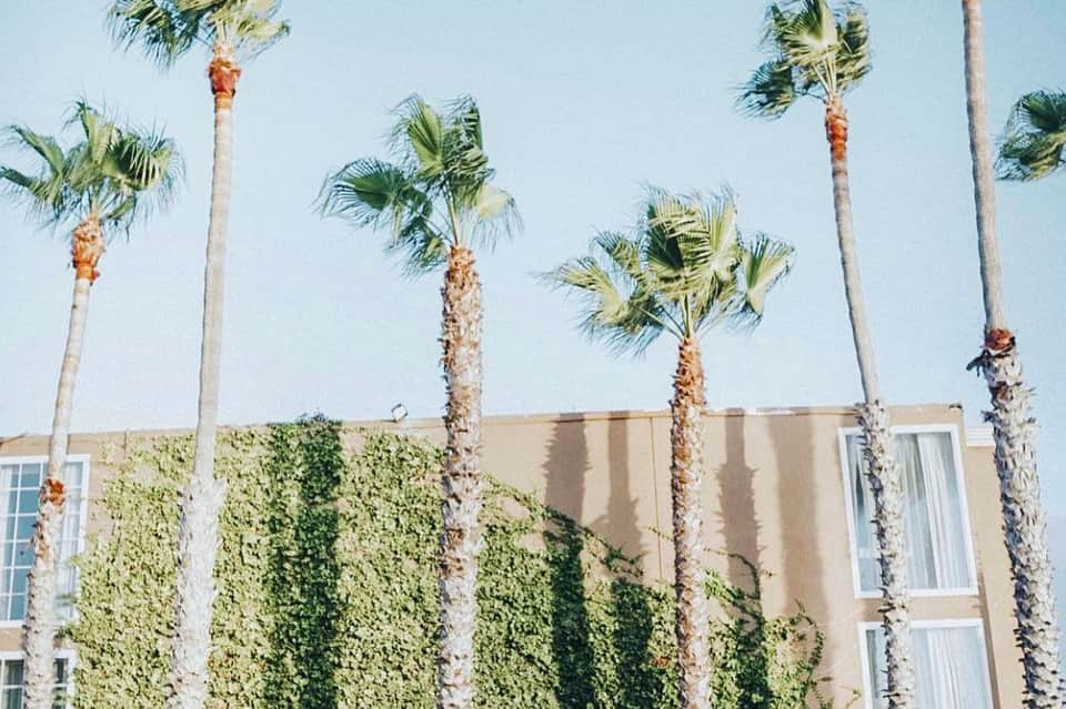 Tall palm trees in front of ivy-covered beige hotel building against blue sky