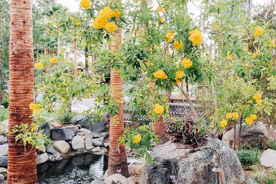 Yellow flowering vines climbing palm trees beside a tranquil garden pond