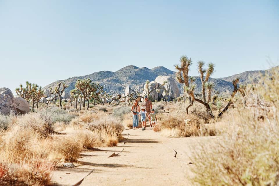 Desert hiking trail with Joshua trees, mountains, and visitors on sandy path