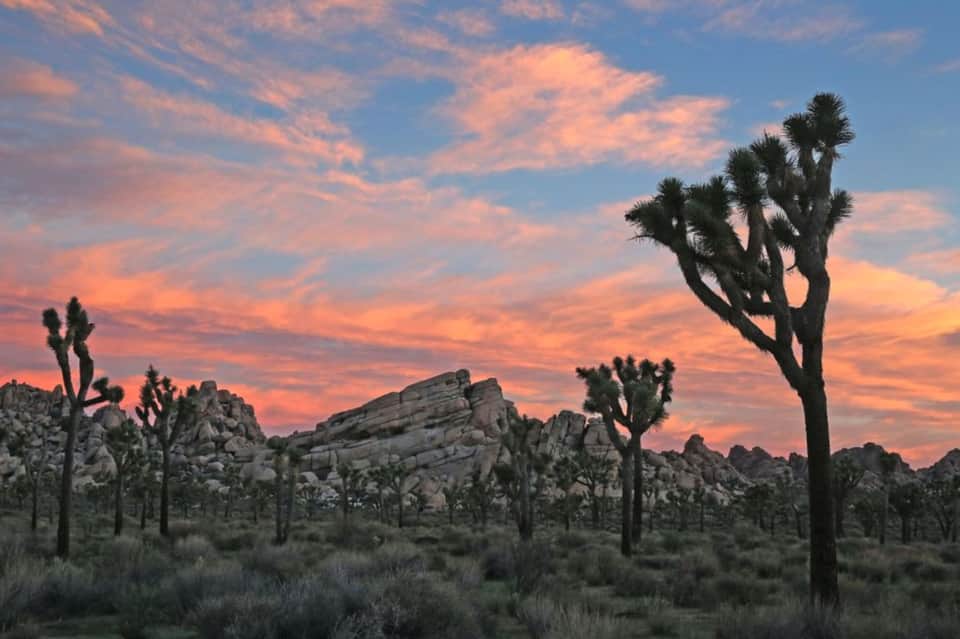 Desert landscape with Joshua trees at sunset, dramatic orange and pink sky over rocky terrain