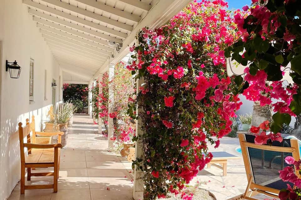 Covered patio walkway with vibrant magenta bougainvillea flowers and wooden lounge chairs