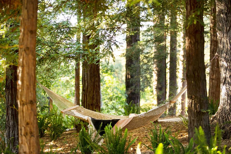 Hammock strung between trees in forest surrounded by tall redwoods