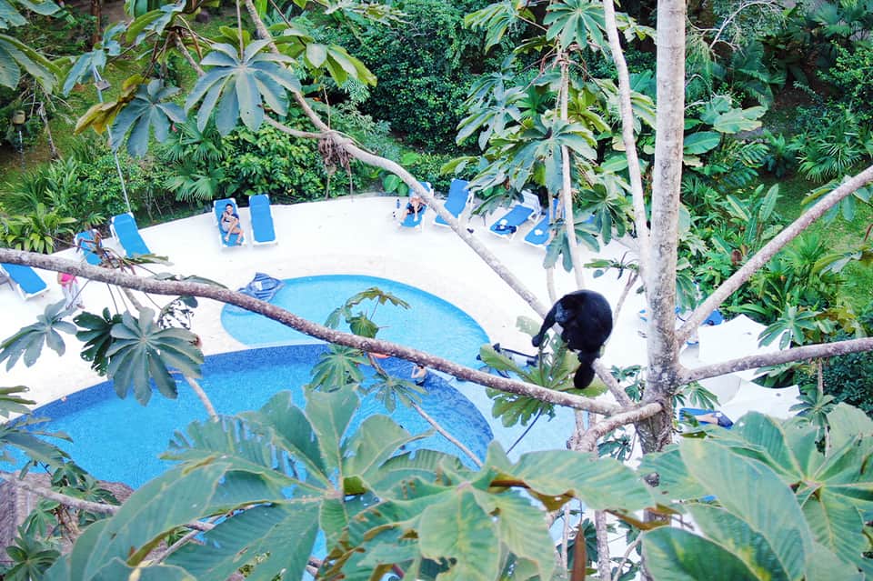 Resort pool surrounded by dense tropical vegetation and lounge chairs