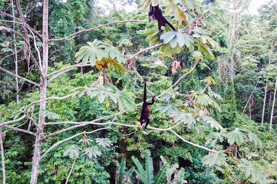 Monkeys swinging on wooden beams in lush jungle canopy with tropical vegetation and hanging vines