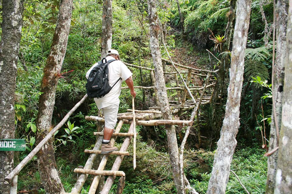Hiker on wooden bridge trail through lush tropical forest with tall trees and green vegetation