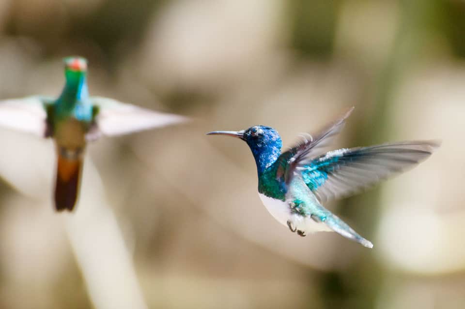 Vibrant hummingbirds in flight with iridescent blue and green plumage against blurred background