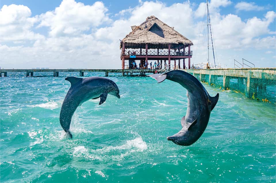 Dolphins jumping in turquoise water near thatched roof building and sailboat