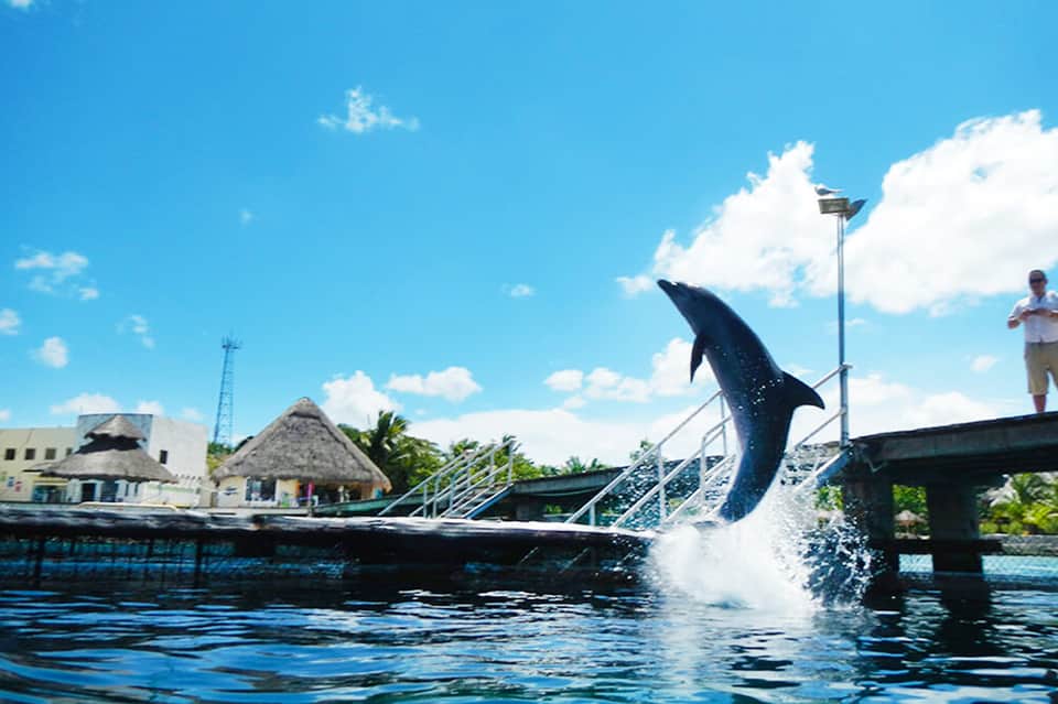 Dolphin jumping out of water near dock with tropical huts and palm trees