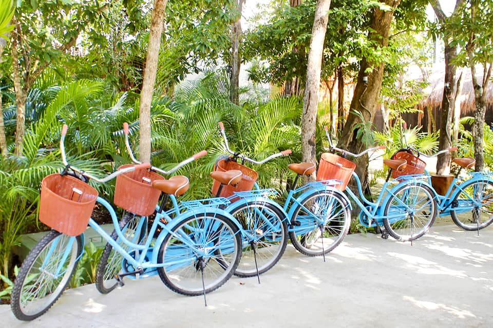 Row of blue and turquoise bicycles with orange baskets parked among palm trees and tropical vegetation