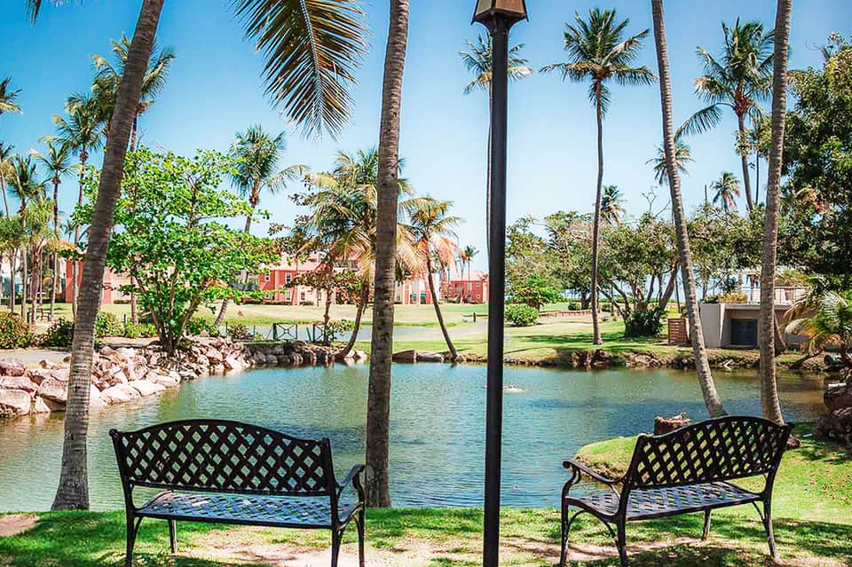 Waterfront benches under palm trees overlooking lagoon with red brick buildings