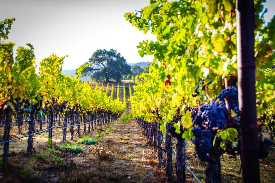 Vineyard rows with lush green grapevines under bright sunlight with mountains in distance