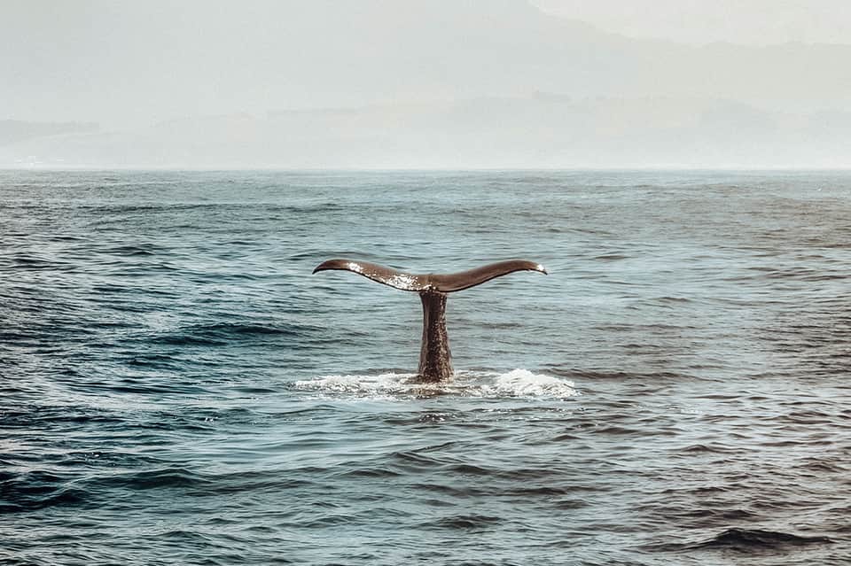 Whale tail emerging from ocean waves during marine wildlife viewing