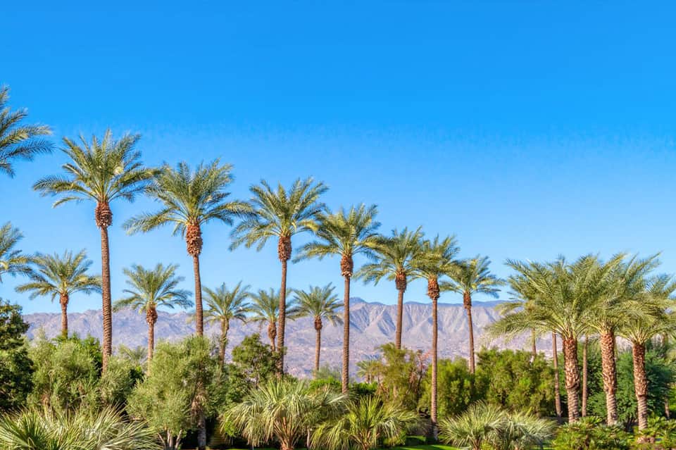 Palm tree landscape with mountains in background under clear blue sky in desert resort setting