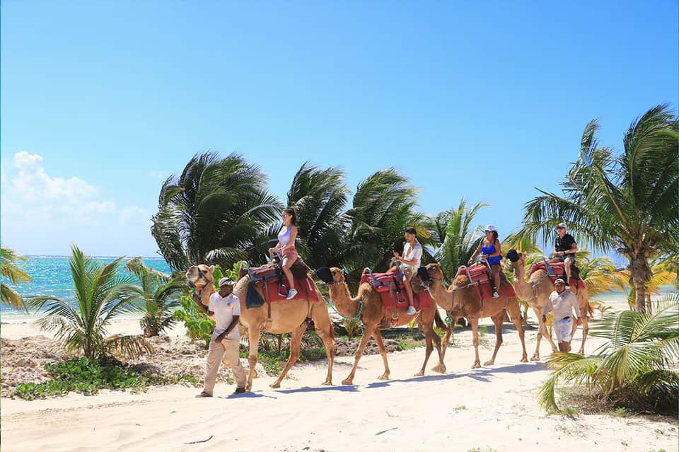Group of tourists riding camels on a sandy beach with palm trees and ocean