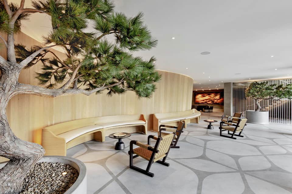 Modern resort lounge with curved light wood seating, large bonsai tree, and contemporary design