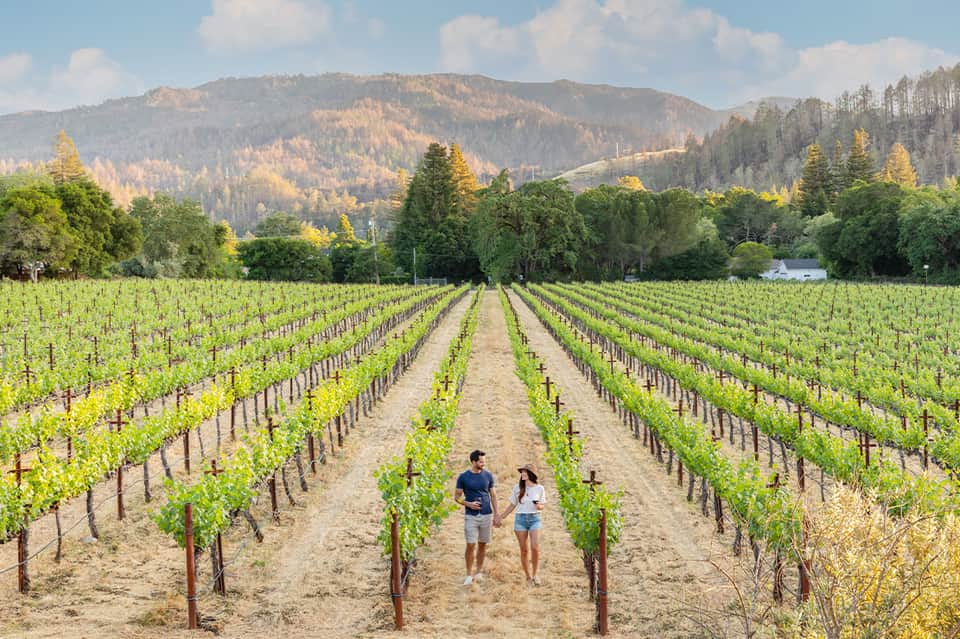 Couple walking through vineyard rows with mountain forest landscape in background