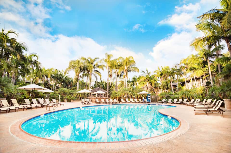 Large curved resort pool surrounded by palm trees, lounge chairs, and umbrellas on sunny day